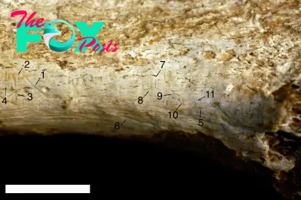 B83.Watch the video: Ancient cannibalism evidence dating back 1.45 million years found among humanity’s earliest relatives.