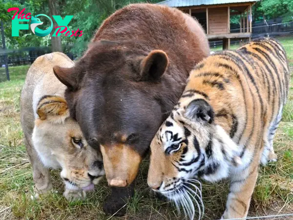 dung..Heartwarming Moment: Bear, Lion, and Tiger Dine Together, Highlighting Unique Inter-Species Connection..D