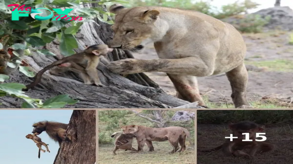 Baby baboon falls into lion’s lap – lion’s reaction has the whole world stunned