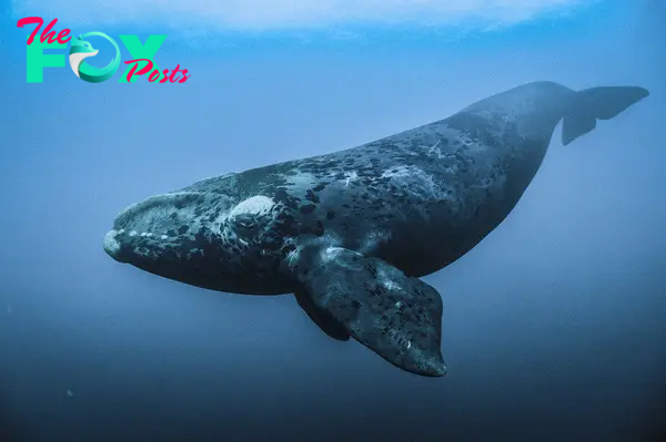 The Majestic Giants of the Ocean: Understanding and Protecting Whales H19