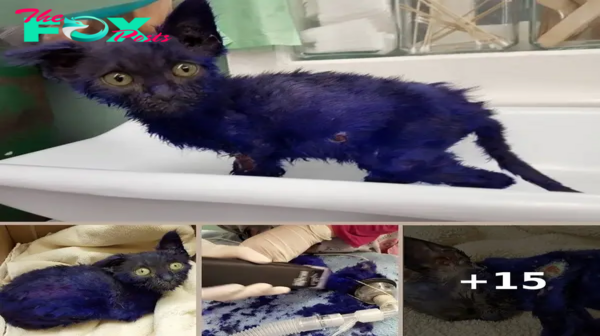 Abused purple kitten makes amazing recovery – and a new best friend
