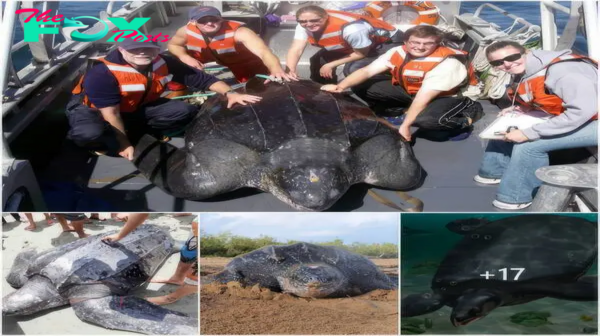 Stunning discovery: American scientists find the world’s largest turtle, weighing 1,300 pounds and measuring 6.8 feet, tangled in a fisherman’s net.