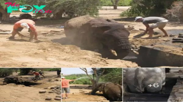 Inspiring Volunteers Save Trapped Elephants from Dangerous Drainage Canal.hanh