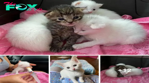 ES Tabby Kitten Nestles with Her Littermates Until Help Arrives, Now Living Everyday to the Fullest