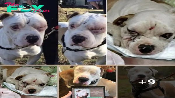 Pitbull attacked by a dog remains blind but has the strength to start living again