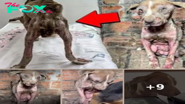 Neglected Dog is Rescued While Chained Along With Its Friend…