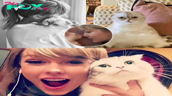 Taylor Swift’s cats have condition that causes constant раіп, say experts. nobita