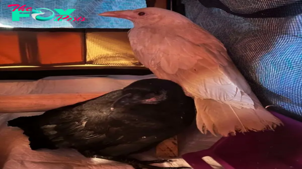 Rare Albino Crow Discovered In Connecticut