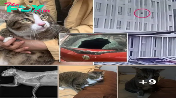 Cat Falls 6 Stories, Crashes Through Car Windshield, Walks Away Unharmed