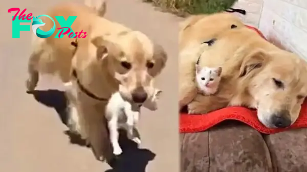 NN.”With an overflow of compassion, a Golden Retriever strolls through the neighborhood and returns with a stray kitten in tow, exemplifying dogs’ innate empathy and protective instincts.”