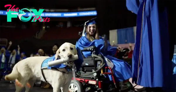 The video captured the touching moment when the dog was awarded a diploma, recognizing the special achievement in helping its owner be accepted into university with excellent results and recognition.