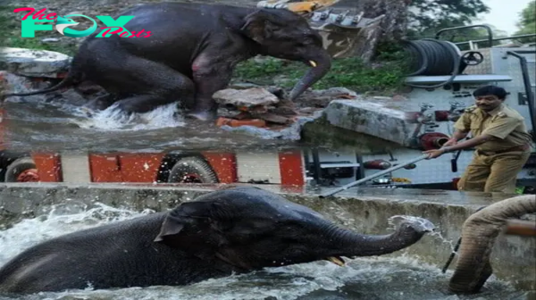 Adorable Baby Elephant Rescued from Army Reservoir Tank After Cooling Off