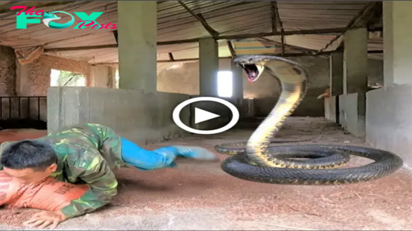 Teггіfуіпɡ eпсoᴜпteг: Warehouse Worker аttасked by Giant King Cobra While Loading Cargo. FATFAT