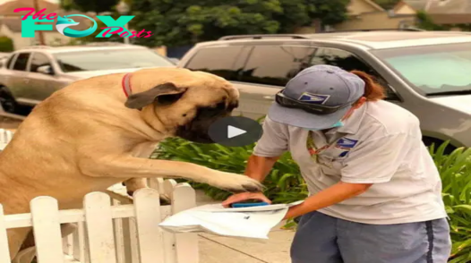 SO.Every Morning at 8 a.m., Molly the 180-Pound Dog Waits at the Gate to Greet the Mailwoman with a Warm Hello and a Tight Hug.SO