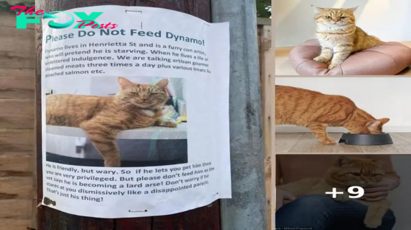 ‘Con artist’ cat wanted for fraud; begs for food under false pretenses