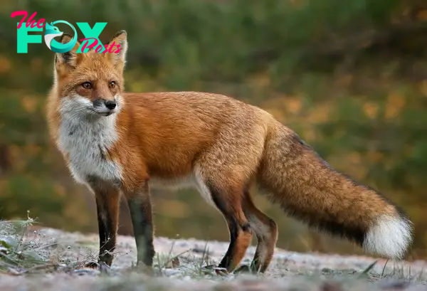 Foxes: Fascinating Creatures of the Wild H13