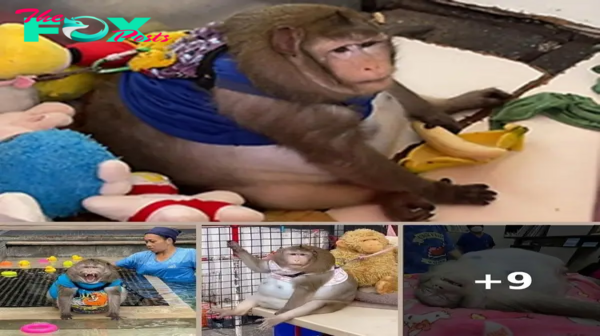 ‘Godzilla’, an obese, tyrannical monkey, fat-shamed into rehab