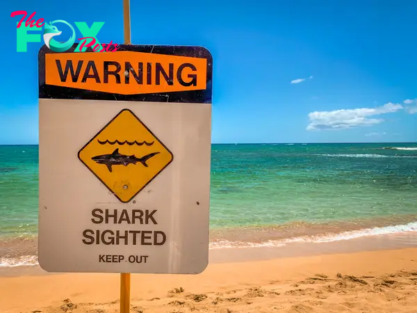 Lifeguard Dies After Being Attacked by Shark While Surfing in Hawaii