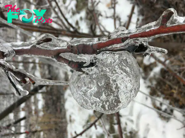 LS LS ”Farmer snaps rare ‘ghost apples’ in the freezing Midwest”