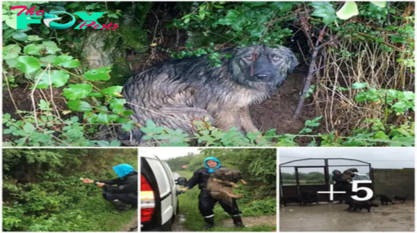 nht.La desgarradora lealtad de un perro abandonado: bajo la lluvia torrencial, espera el regreso de su familia.