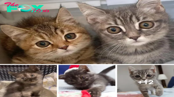 ES Scaredy-Cats to Soul Mates: Rescued Kittens Embrace a Lone Friend, Opening Their Hearts