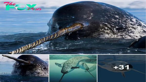 nht.Narwhals have a unique way of ‘seeing’ unlike any other animal on Earth.