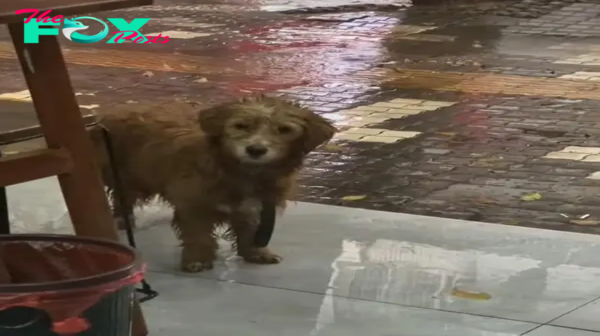 NN.With a heart-rending gaze, the forlorn puppy stands sentinel outside a bustling restaurant, pleading silently with passersby for a scrap of sustenance, hoping desperately for a compassionate gesture from the humans bustling around.