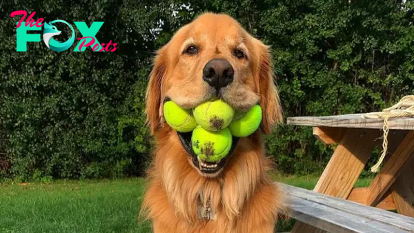 Golden dog and fun game with tennis balls. very cute