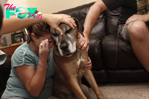 Memorable moment: This 6-year-old girl had to say goodbye to her loyal friend Jaden. accompany him in his final moments.