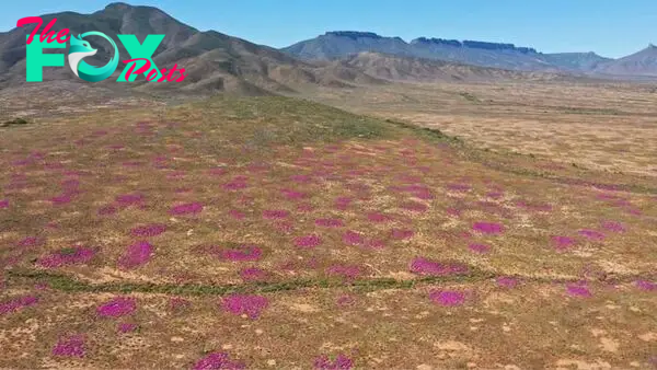 Scientists discovered the oldest termite mounds on Earth — and they're 34,000 years old