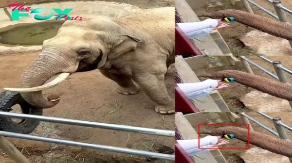 Adorable moment elephant returns toddler’s shoe after it falls into zoo enclosure