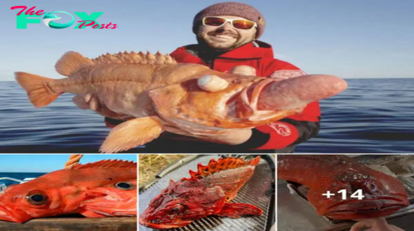 nht.A man accidentally caught a red fish with a strange shape, surprising everyone with its unusual appearance.