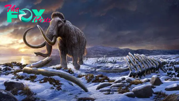 Mystery 'random event' killed off Earth's last woolly mammoths in Siberia, study claims