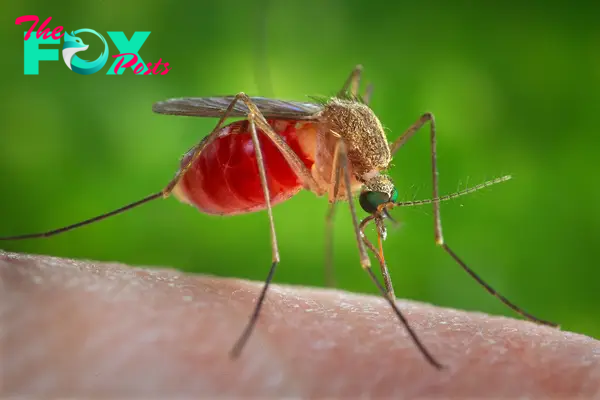 Mosquitoes: Tiny Insects, Huge Impact