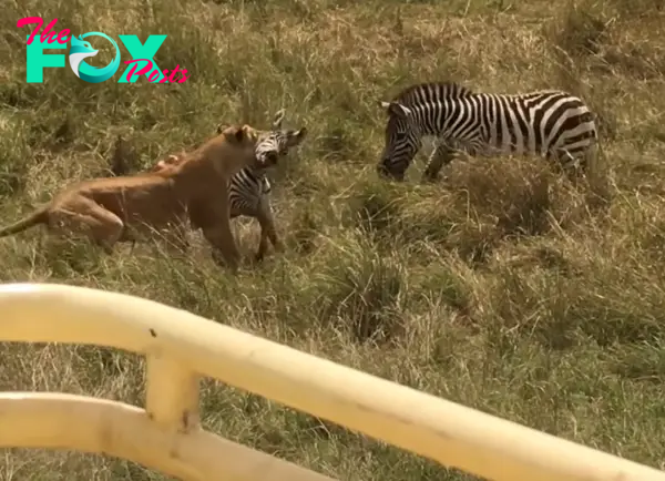 Maternal Triumph: Baby Zebra Saved as Lion’s Attack Ends with a Kick to the Face from Its Protective Mom