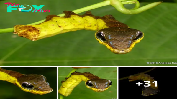 When Threatened, This Caterpillar Takes On the Appearance of a Venomous Snake