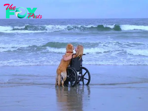 nht.For ten years, Foxy, a devoted dog, pushed his owner’s wheelchair along the coast, fulfilling his dream of seeing the sea.