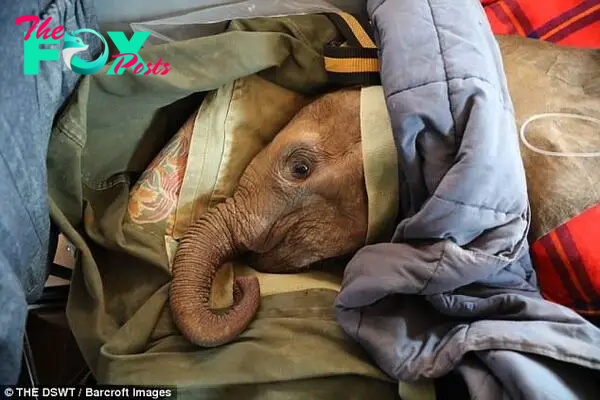 dung..Unbreakable Bond: Orphaned Baby Elephant and Dedicated Caretaker’s Tale of Compassion..D