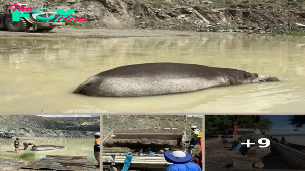 Miners Arrive At Work And Find A Huge Gray Lump Stuck In Pit