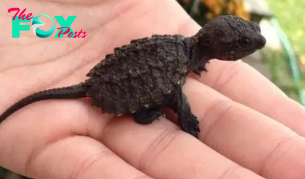 Young girl thought she found a lizard in the forest: When the vet sees it, he screams: “Stand back!”