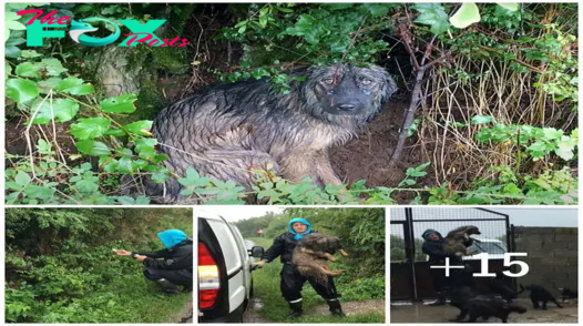 SO.Abandoned but Faithful: Dog Waits in the Pouring Rain for His Family to Return.SO