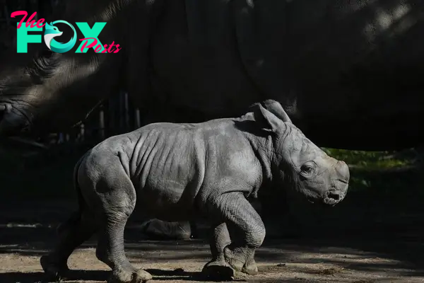 White Rhino Born in a Chilean Zoo Gives Boost to the Near-Endangered Species