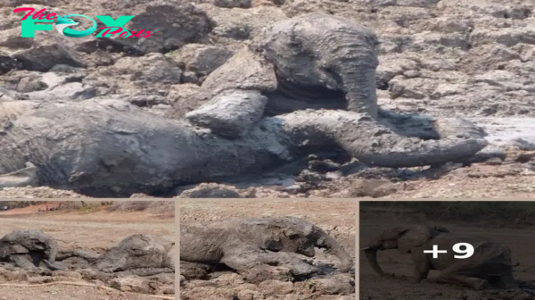 Mama Elephant Was Sinking Into The Mud With Her Baby When They Intervened