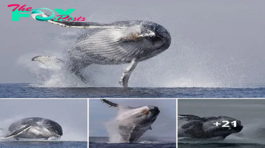 40-ton whale leaps joyfully from ocean