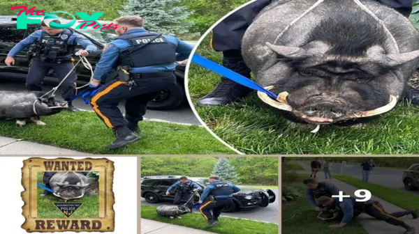 NJ cops wrangle runaway 200-pound pig named Pumba