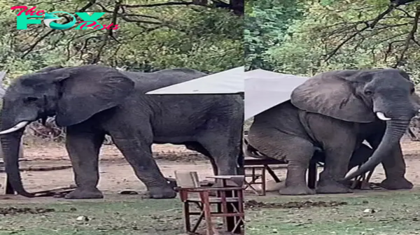 Table for one? Hilarious moment huge elephant decides to take a seat at a café – before marching off