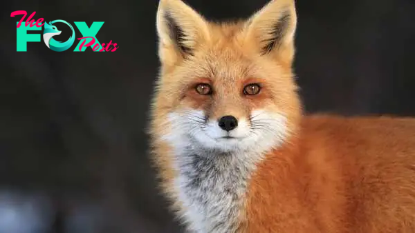 Exploring the Enigmatic World of Foxes: Adaptations, Behavior, and Conservation Efforts H14