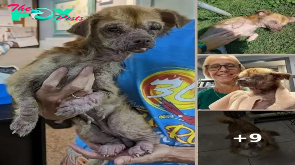 Rags to Riches: A Heartwarming Tale of a Stray Dog’s Transformation