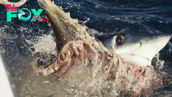 Searching for 'Makozilla' — the supersized mako sharks in the North Pacific