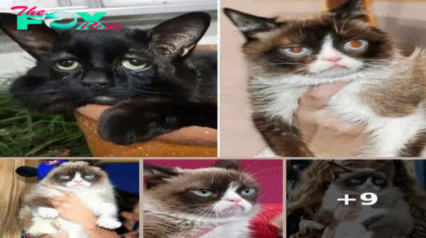 ‘New Grumpy Cat’ has permanently sad face due to rare medical condition